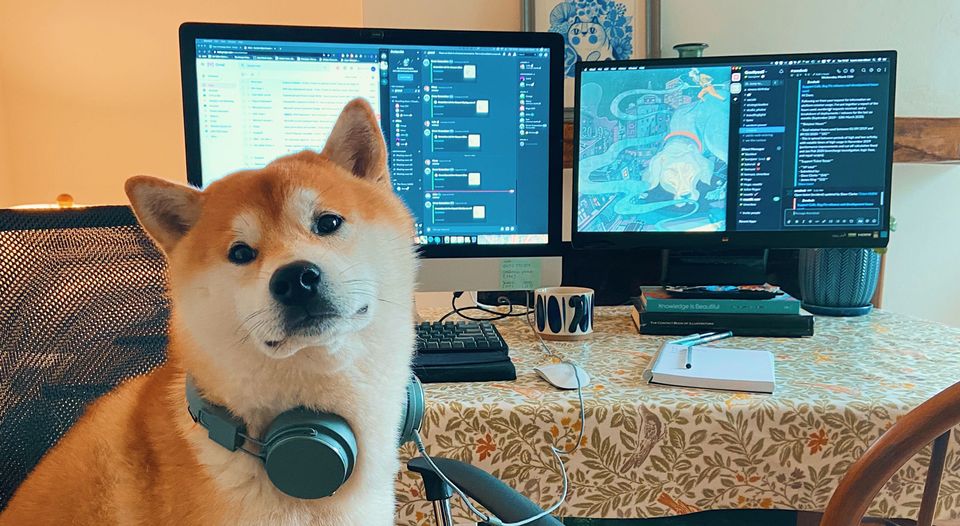 Mishka the shiba inu working from home